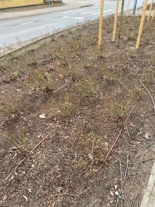 Utrzymanie porządku na terenie Jarocina — zdjęcie 3 z 22