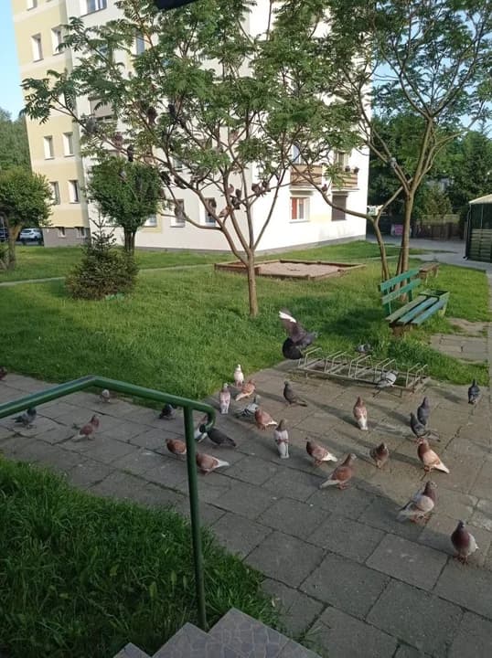 "Nie ma serca nie karmić gołąbków" - horror mieszkańców trzech bloków w Jarocinie