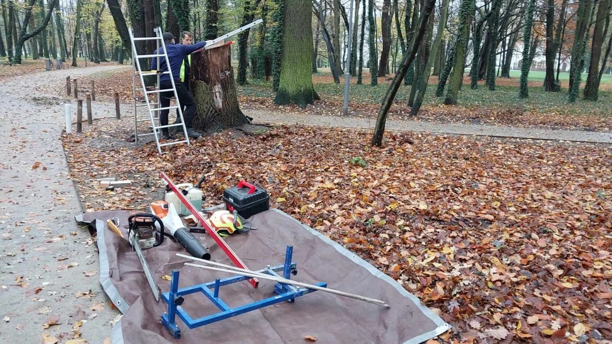 Zaznaczą ważne dla Jarocina daty na pniu dębu w parku Radolińskich — zdjęcie 6 z 7