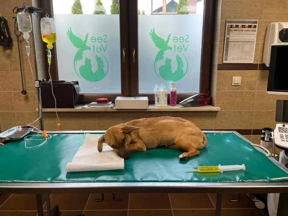 34-latka odpowie za znęcanie się nad psem