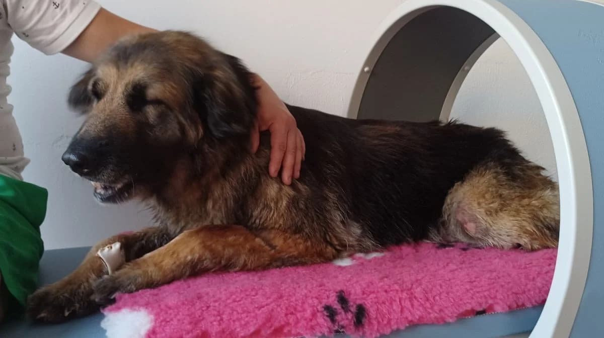 Pomóżmy Sabie. Zbiórka na diagnostykę i rehabilitację psa ze schroniska w Radlinie — zdjęcie 2 z 4