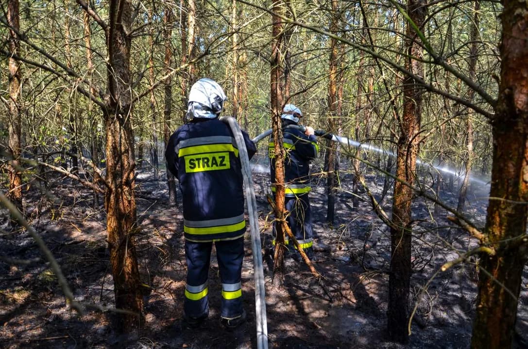 Pożary lasów w powiecie jarocińskim. Strażacy w akcji