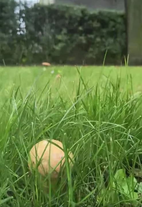 Szukali grzybów w lesie. Znaleźli pod... biurem Nadleśnictwa Jarocin [ZDJĘCIA, WIDEO] — zdjęcie 3 z 6