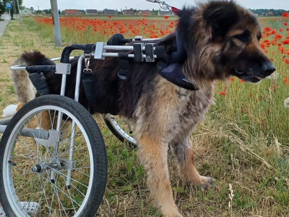 Pomóżmy Sabie. Zbiórka na diagnostykę i rehabilitację psa ze schroniska w Radlinie — zdjęcie 4 z 4