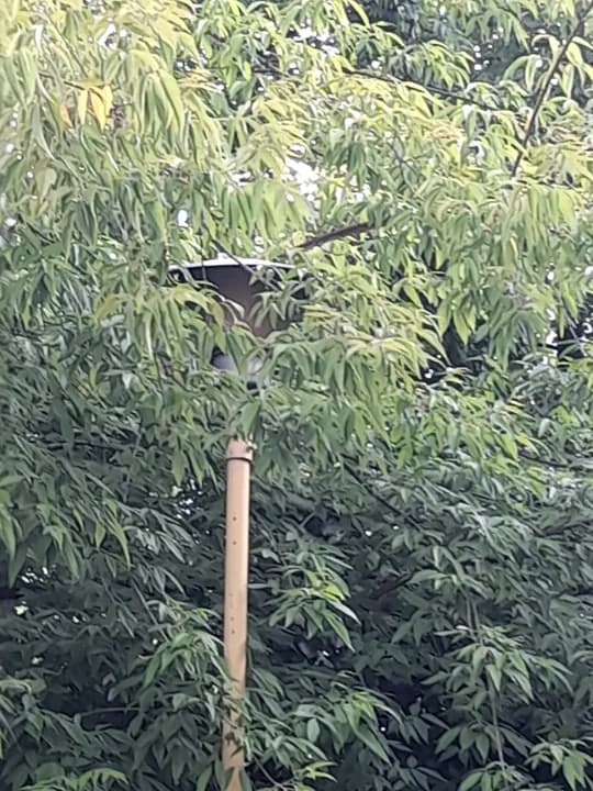 Gałęzie zasłaniają lampy na ulicy w centrum Jarocina [WIDEO] — zdjęcie 4 z 6