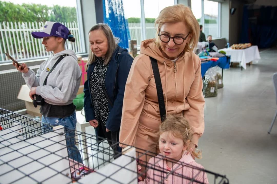 Międzynarodowa Wystawa Rasowych Świnek Morskich w Jarocinie