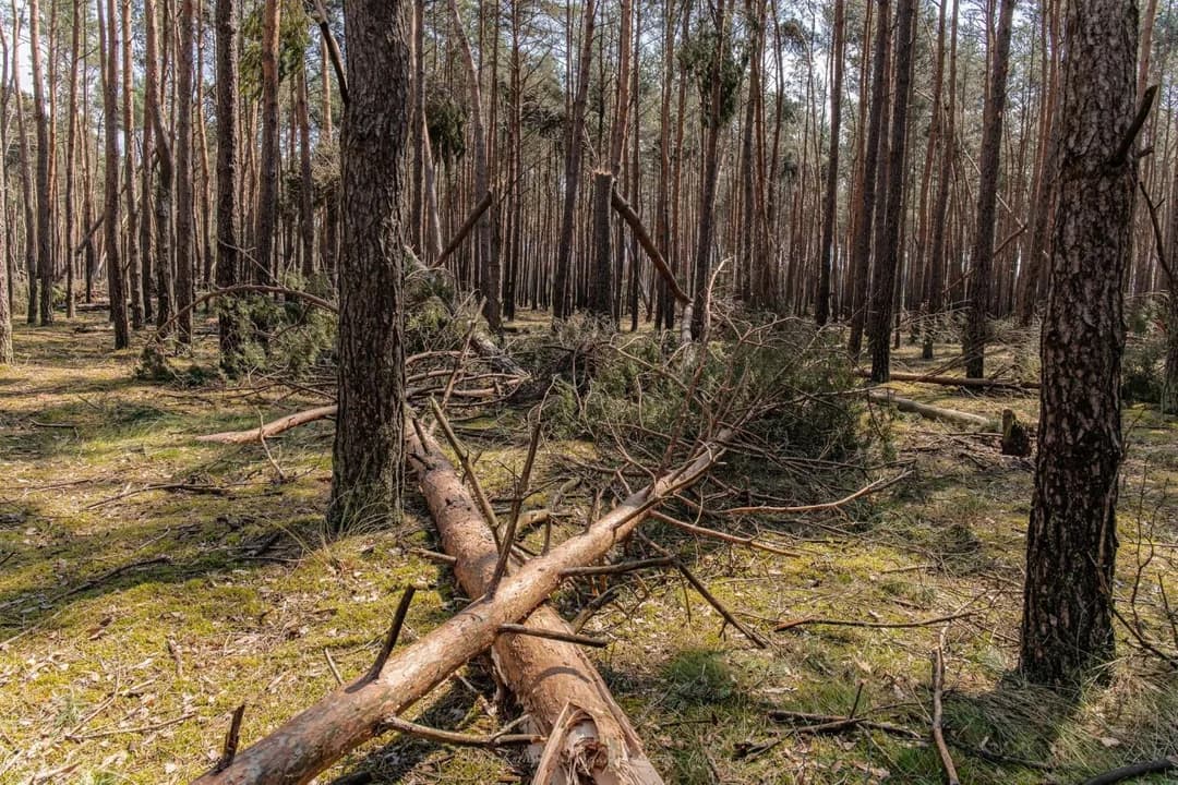 Z powodu rozległych zniszczeń drzewostanu spowodowane przez burze Nadleśnictwo Jarocin zdecydowało o czasowym zamknięciu części terenów leśnych.