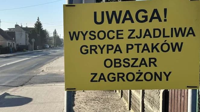 Podejrzenie ptasiej grypy w gminie Jarocin — zdjęcie 1 z 7