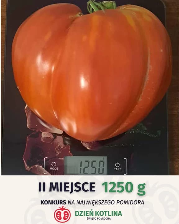 Ten konkurs to hit. Poszukują największego i najdziwniejszego pomidora — zdjęcie 6 z 7