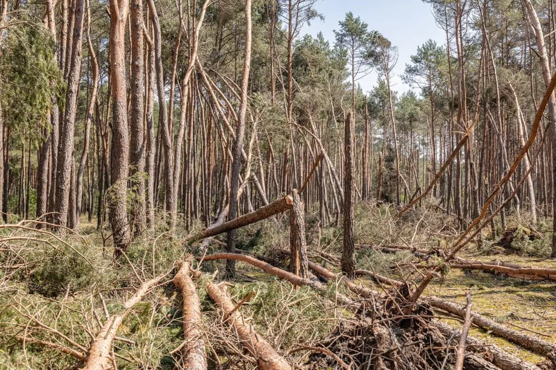 Wichura spustoszyła las w Młodzikowie