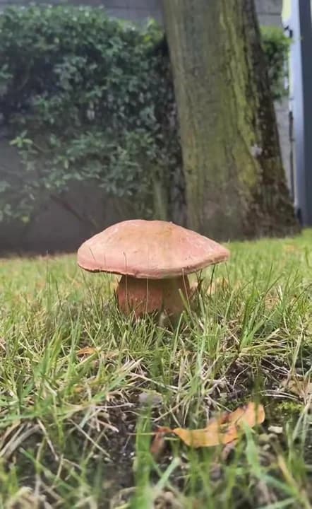 Grzybobranie pod biurem Nadleśnictwa Jarocin — zdjęcie 1 z 6