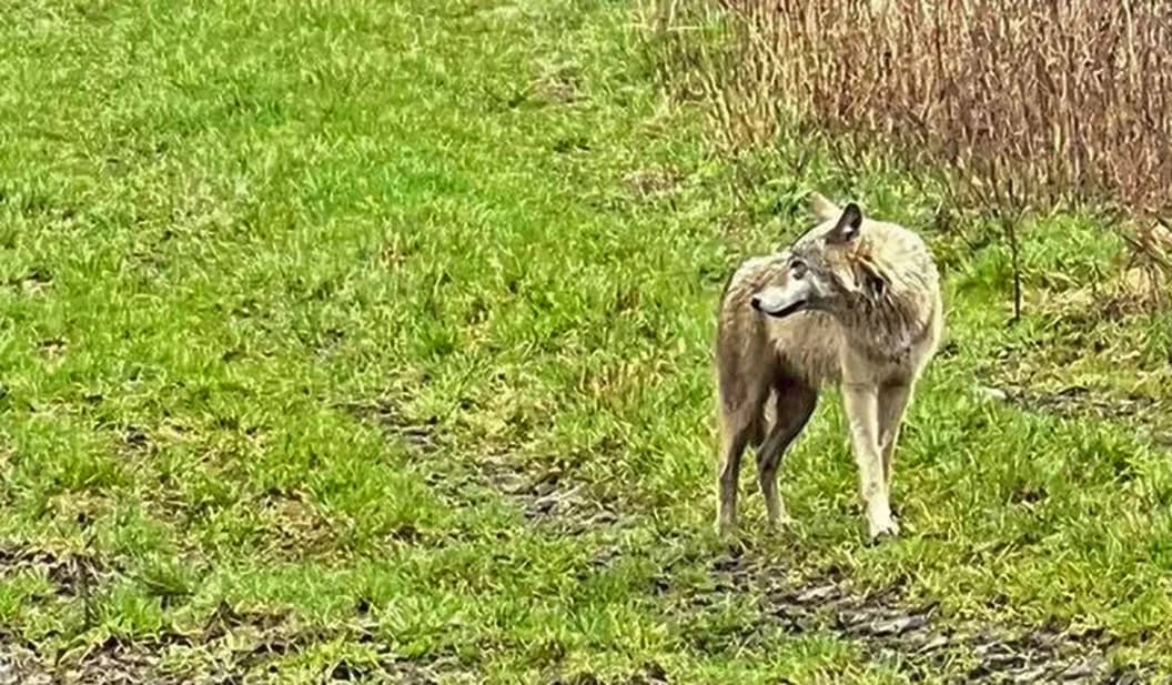 Orał pole i zobaczył wilka. Niecodzienne spotkanie w okolicach Lutyni i Orpiszewka [ZDJĘCIA]