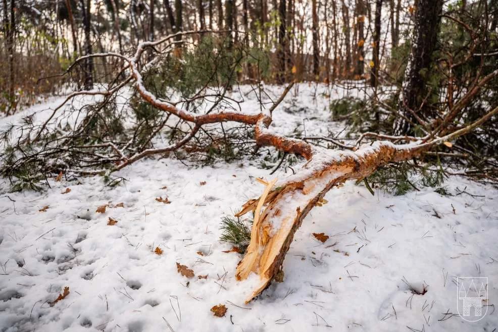 Sprzątanie po śnieżycy w gminie Jarocin — zdjęcie 5 z 36