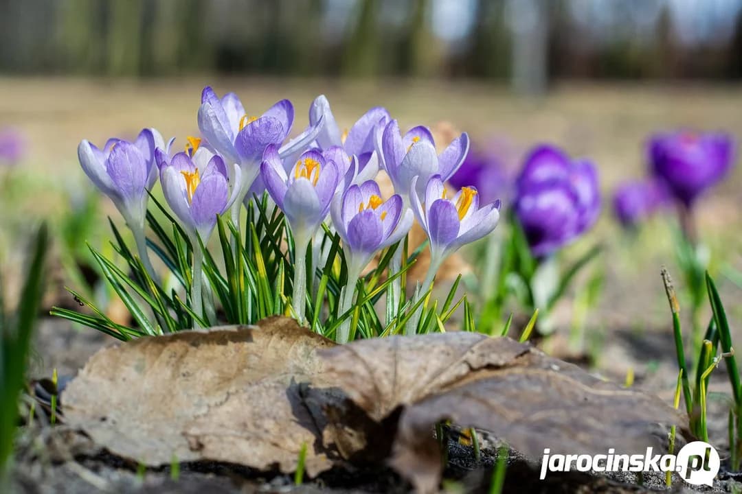 Wiosna nieśmiało wkracza do Jarocina — zdjęcie 1 z 40