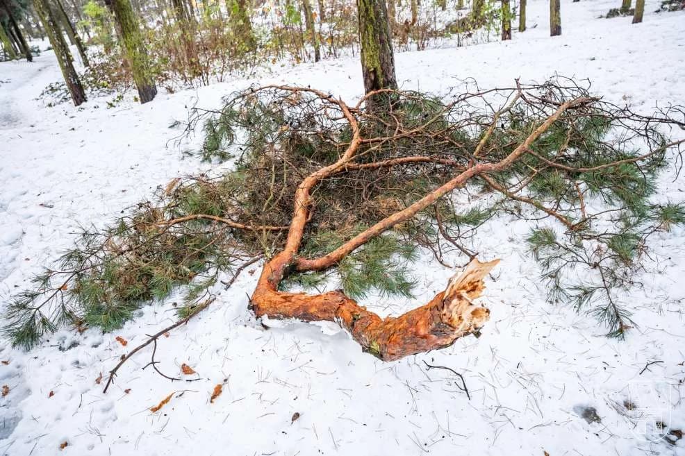 Sprzątanie po śnieżycy w gminie Jarocin — zdjęcie 3 z 36