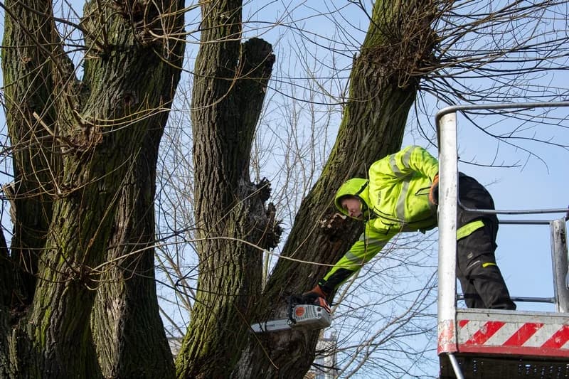 W centrum Jarocina i w parku Radolińskich trwają pierwsze w tym roku prace pielęgnacyjne rosnących tam drzew [ZDJĘCIA] — zdjęcie 2 z 44