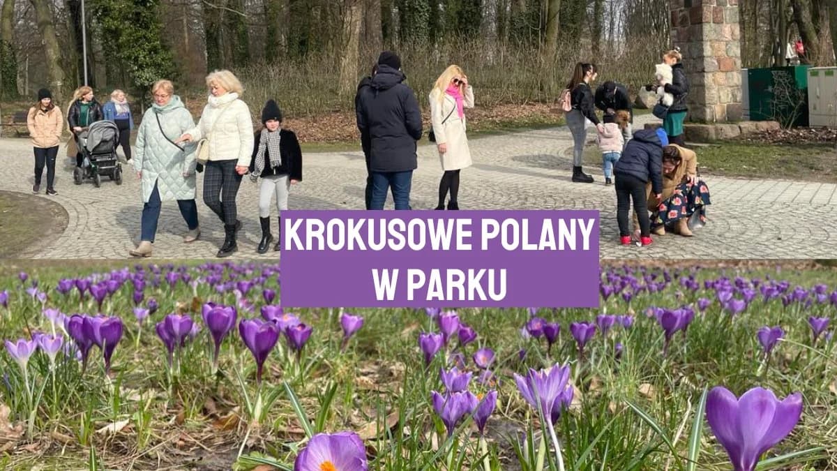 Tysiące niesamowitych krokusów w Parku Radolińskich. Zachwycają! [ZDJĘCIA]