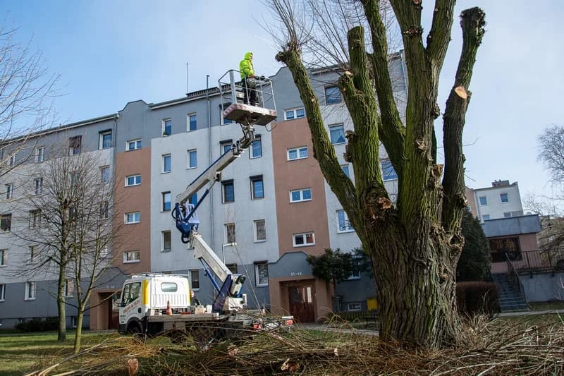 W centrum Jarocina i w parku Radolińskich trwają pierwsze w tym roku prace pielęgnacyjne rosnących tam drzew [ZDJĘCIA] — zdjęcie 4 z 44