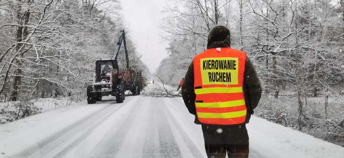 Wycinają drzewa na trasie Jarocin - Roszków