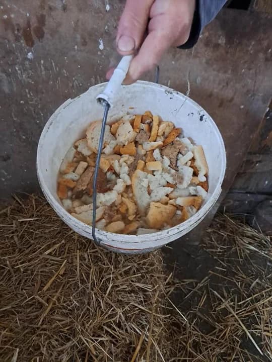 Ponad 30 zwierząt odebrano w gminie Jarocin