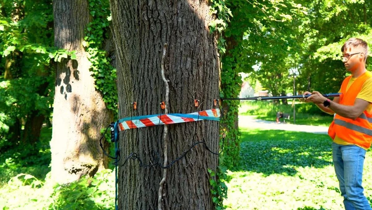 W Jarocinie przebadają 17 starych drzew, i to nie tylko na terenie parku. Dlaczego? [ZDJĘCIA, WIDEO]
