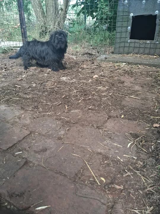 Te urocze psiaki są zdrowe, zaszczepione i gotowe do adopcji. Każdy z nich posiada książeczkę zdrowia oraz aktualne szczepienia. Marzą o ciepłym, bezpiecznym domu i człowieku, który obdarzy je miłością oraz troską - podkreślają w komunikacie urzędnicy.