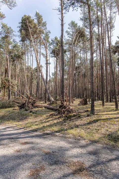 Wiało  z prędkością 130 km/h. Wichura spustoszyła las. Jest zakaz wstępu [ ZDJĘCIA, FILM] — zdjęcie 6 z 10