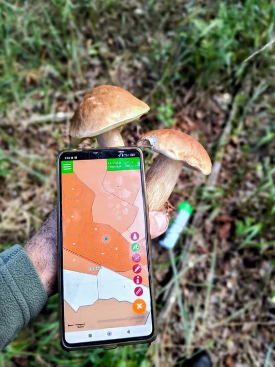 Okazy grzybów w jarocińskich lasach