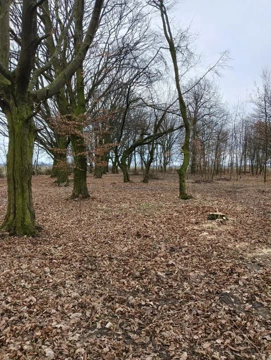 Tak wygląda park w Kurcewie po zakończeniu prac pielęgnacyjnych