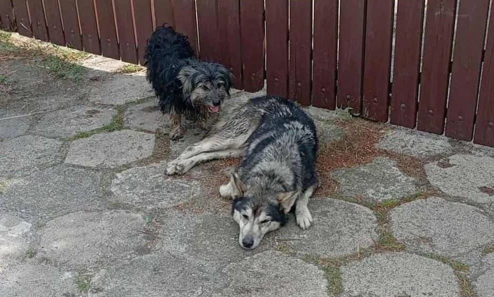 Nietypowa akcja strażaków z Łuszczanowa. Pojechali do psa leżącego w rowie. Zwierzę było potrącone