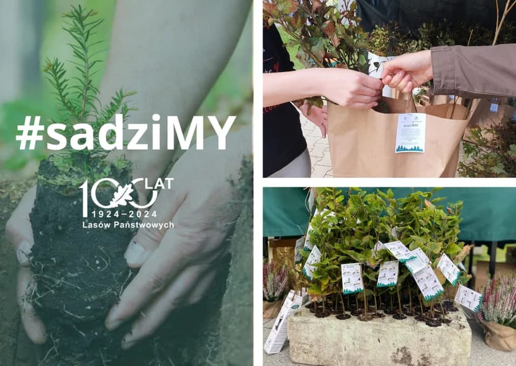 Nadleśnictwo Jarocin będzie rozdawało sadzonki — zdjęcie 1 z 28