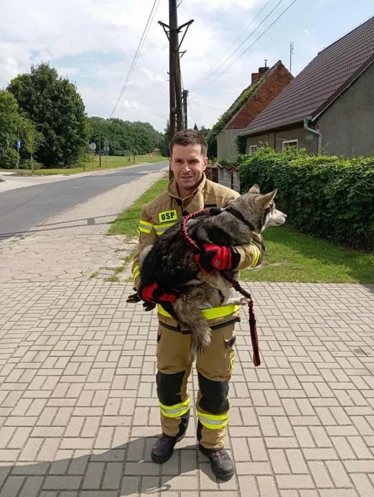 Nietypowa akcja strażaków z Łuszczanowa. Pojechali do psa leżącego w rowie. Zwierzę było potrącone