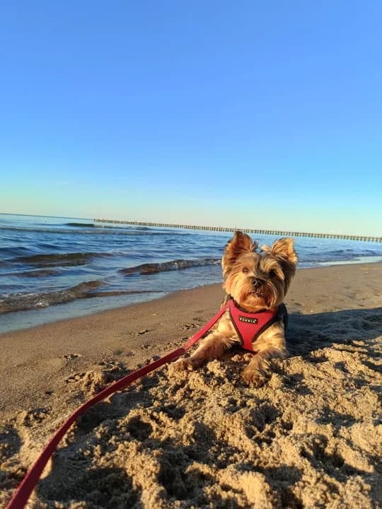 Amstaff zagryzł yorka na jednym z jarocińskich osiedli