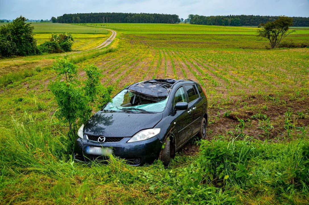Kolizje ze zwierzętami na jarocińskich drogach. Ile trafiło do policyjnych statystyk? [ZDJECIA]