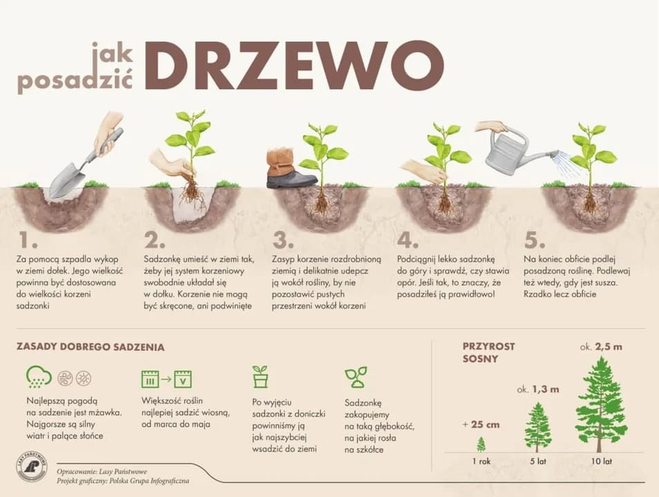 Nadleśnictwo Jarocin będzie rozdawało sadzonki — zdjęcie 3 z 28