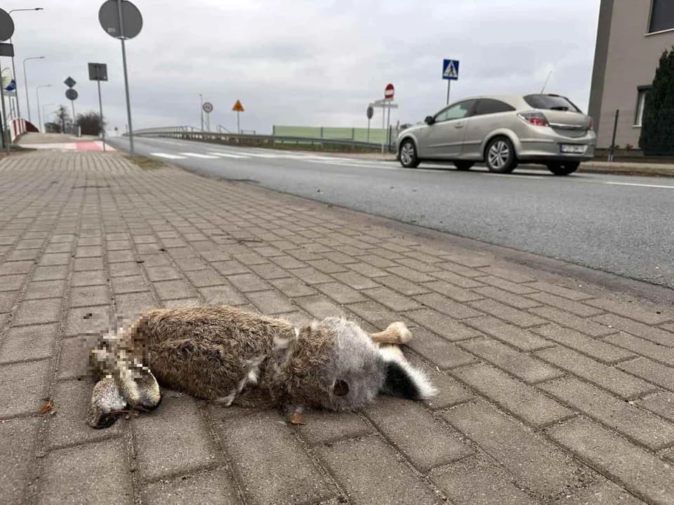 Gdzie zgłosić martwe zwierzęta na drogach? Wyjaśniamy