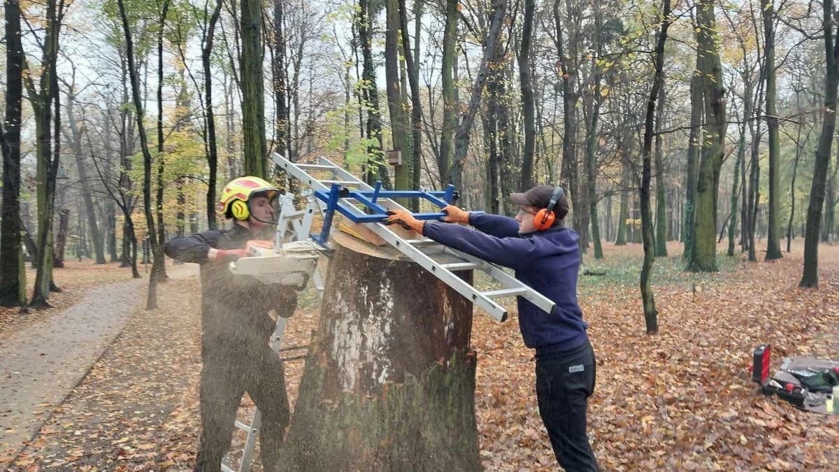 Zaznaczą ważne dla Jarocina daty na pniu dębu w parku Radolińskich — zdjęcie 5 z 7