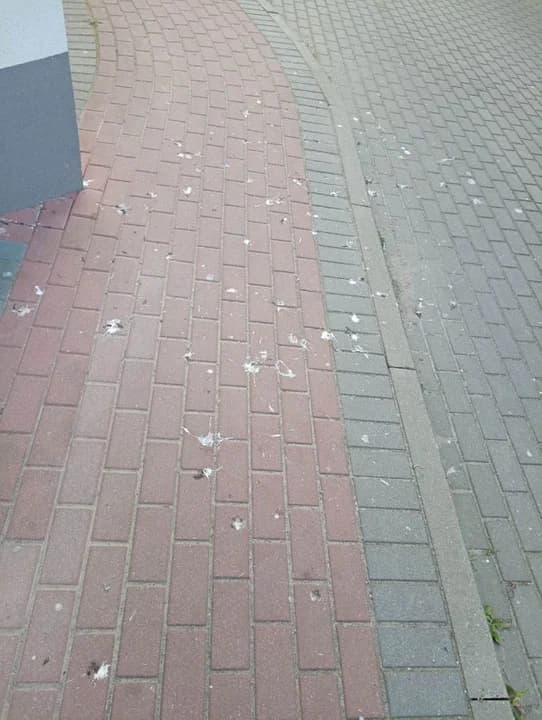 "Nie ma serca nie karmić gołąbków" - horror mieszkańców trzech bloków w Jarocinie — zdjęcie 6 z 27