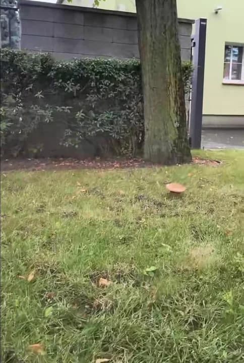 Szukali grzybów w lesie. Znaleźli pod... biurem Nadleśnictwa Jarocin [ZDJĘCIA, WIDEO] — zdjęcie 2 z 6