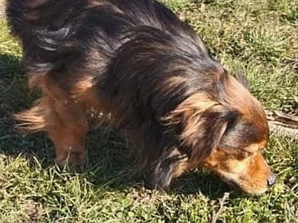 Skierka stał się bohaterem. Przez 38 godzin trwał przy swoim panu i ogrzewał go własnym ciałem.