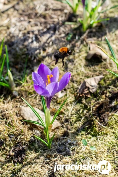 Wiosna nieśmiało wkracza do Jarocina — zdjęcie 6 z 40