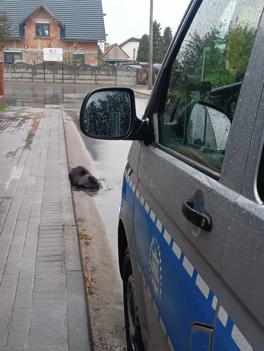 Nietypowy gość na ulicach Jarocina. Interweniowała policja i weterynarz — zdjęcie 2 z 3