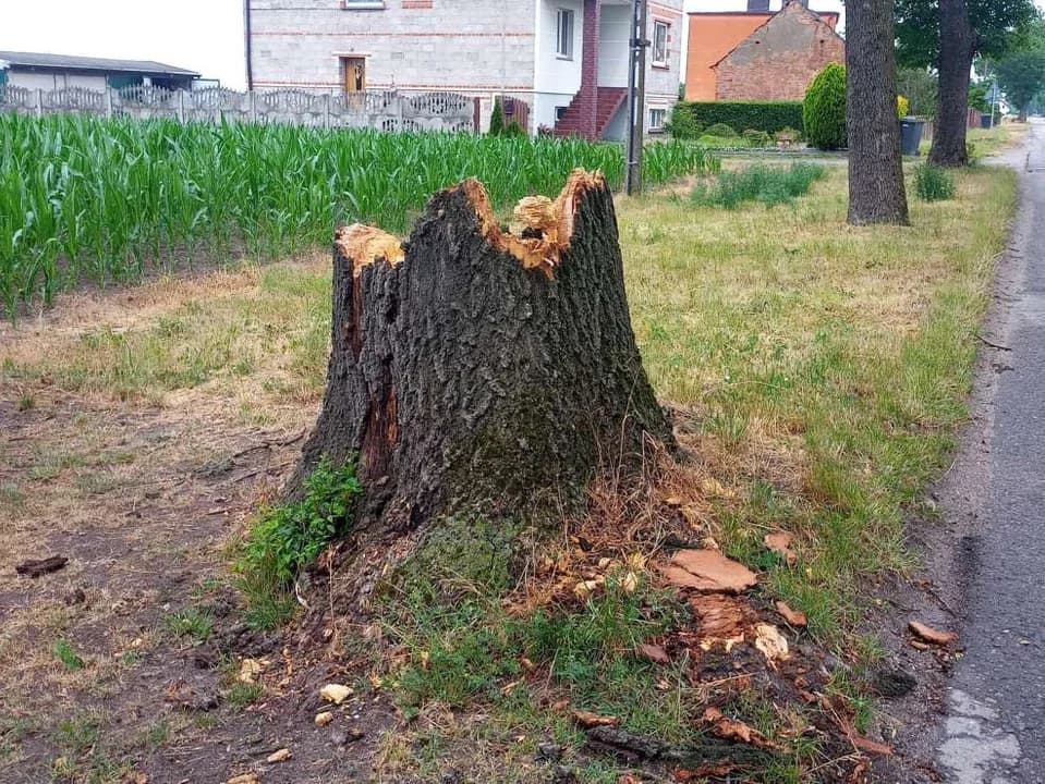 Stare drzewa przy drodze powiatowej stwarzają zagrożenie. Mieszkańcy alarmują — zdjęcie 5 z 11