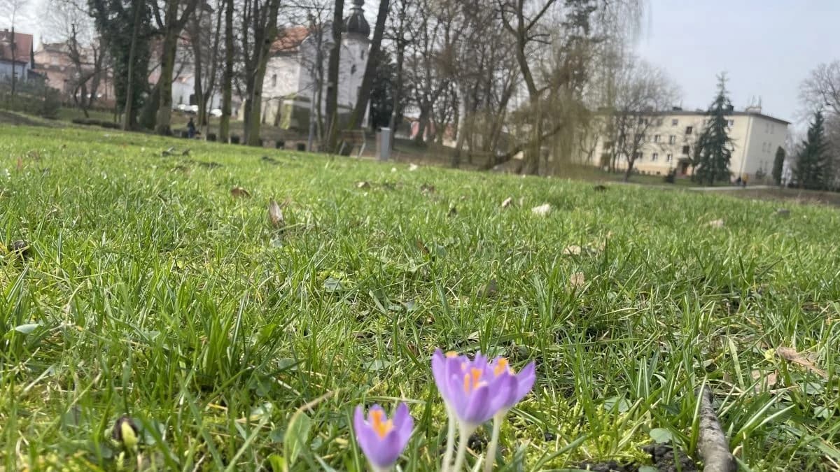 Na polanie przy stawie pojawiło się zaledwie kilka kwiatków. To dziwne, bo w ubiegłym roku było tam fioletowo, dziś dominuje kolor zielony. Być może posadzono tam późniejszą odmianę i trzeba jeszcze poczekać na rozkwit krokusów. Zapytamy o to w urzędzie i poinformujemy niebawem.