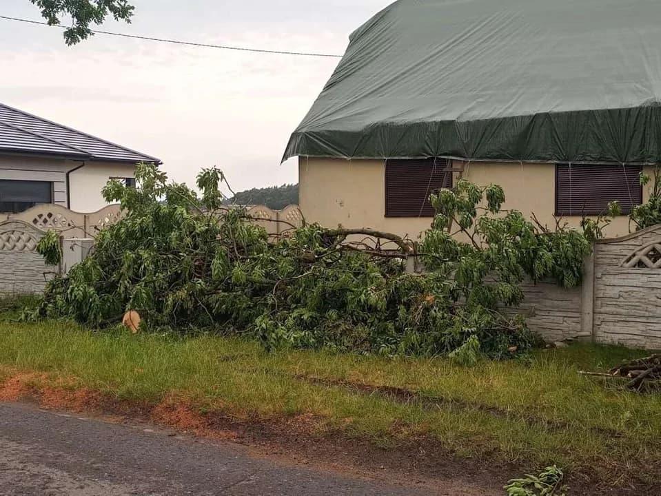 Stare drzewa przy drodze powiatowej stwarzają zagrożenie. Mieszkańcy alarmują — zdjęcie 6 z 11