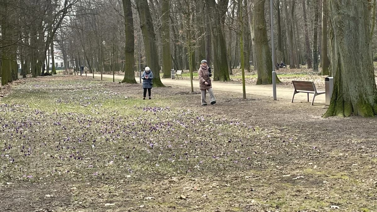 Krokusy w pełnym rozkwicie najlepiej podziwiać około południa. Wcześniej i później kwiatki zamykają swoje kielichy i wyglądają, jakby przekwitły.