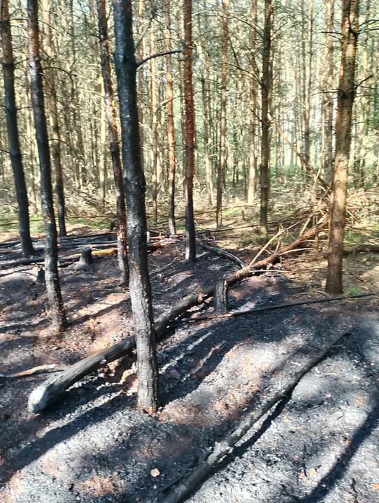 Reprezentant Polski wśród świadków pożaru. Szybkie zgłoszenie pomogło uratować las — zdjęcie 4 z 6
