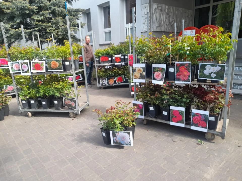 W Jarocińskim Ośrodku Kultury trwa Wiosenny Kiermasz Ogrodniczy [ZDJĘCIA] — zdjęcie 2 z 88