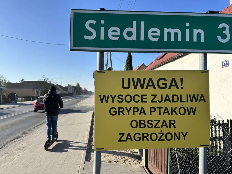 Ptasia grypa w powiecie jarocińskim. Część miejscowości gminy Kotlin w obszarze zapowietrzonym — zdjęcie 3 z 6