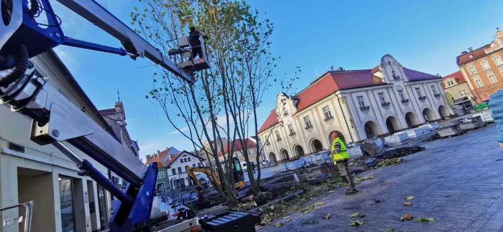 Na jarocińskim rynku rozpoczęło się sadzenie dużych drzew [ZDJĘCIA, WIDEO]